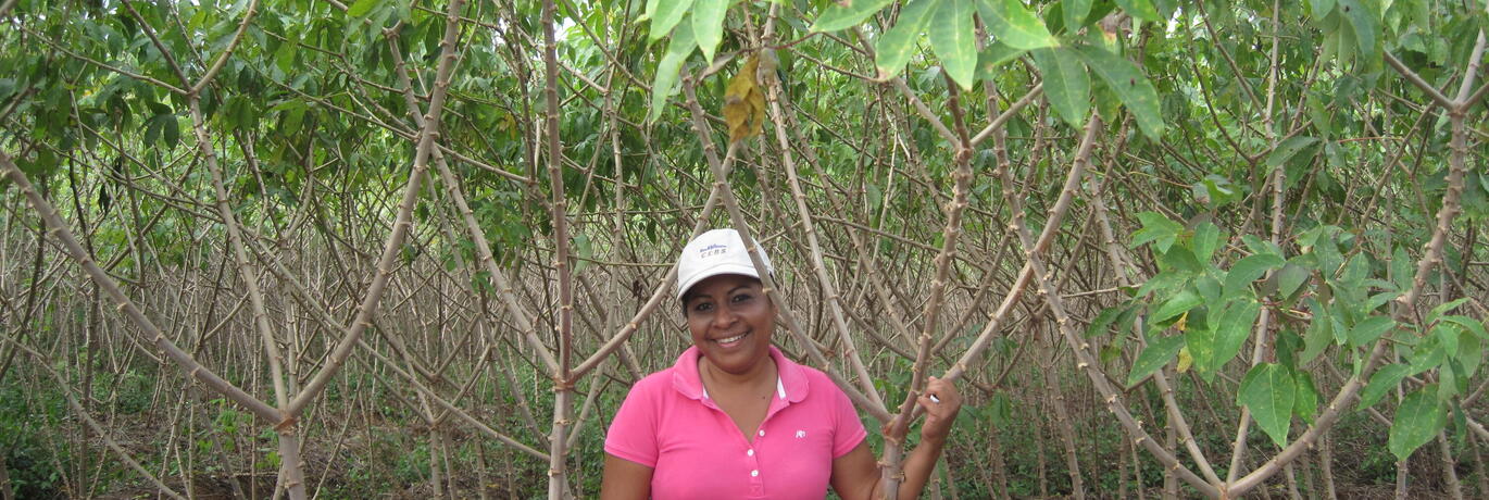 yucca plantage