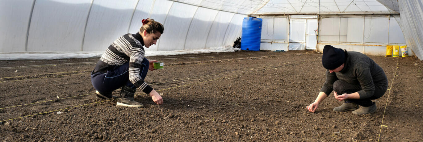 Two women are sowing seeds in a greenhouse in Odessa (Ukraine).