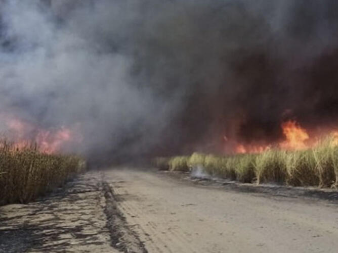 Brandend suikerrietveld