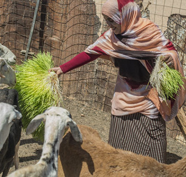 Sahraoui woman giving fresh food to her goats