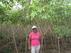 yucca plantage