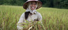 Laos field worker in rice field
