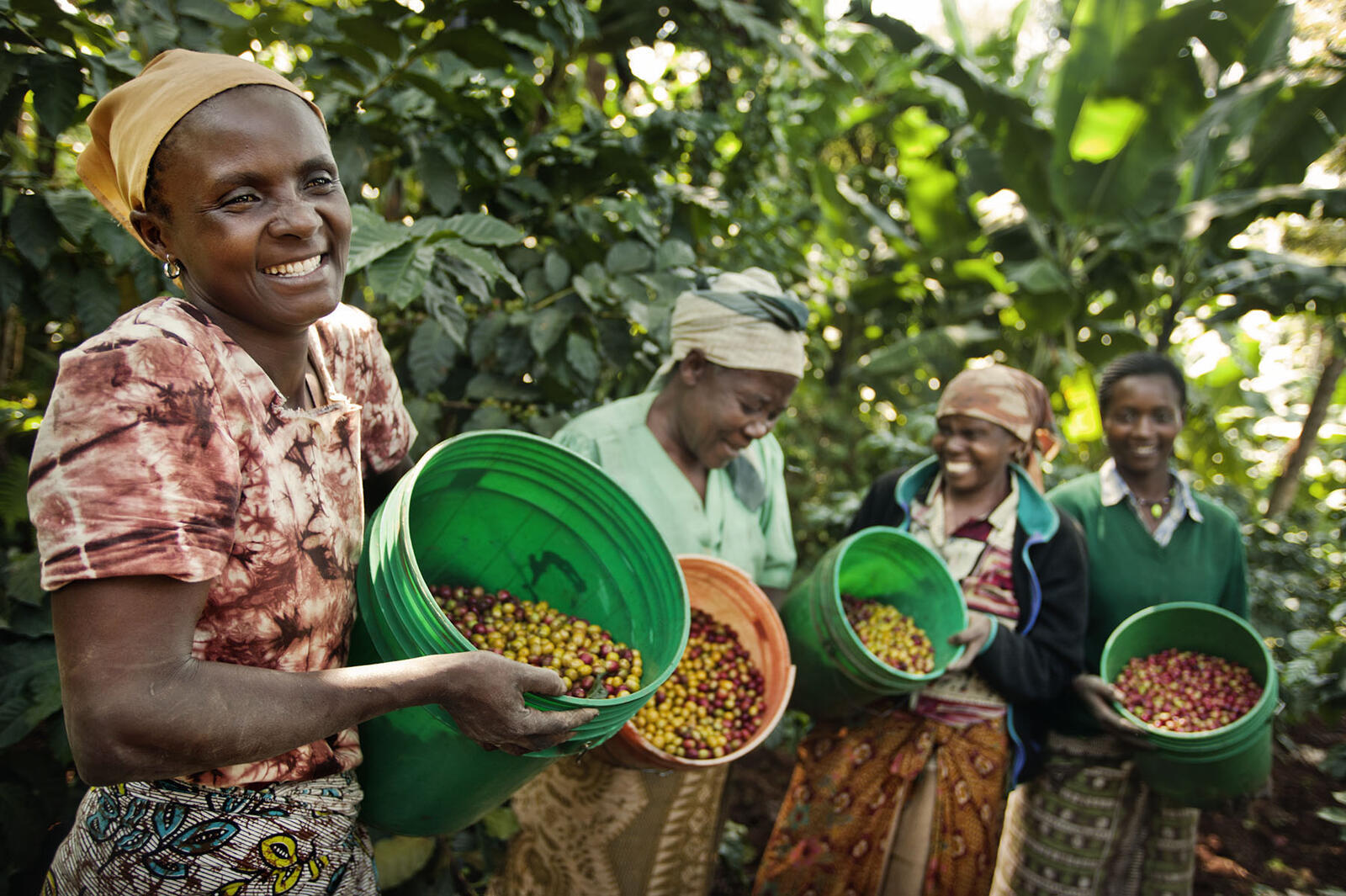 Vrouwen met groene koffiebessen