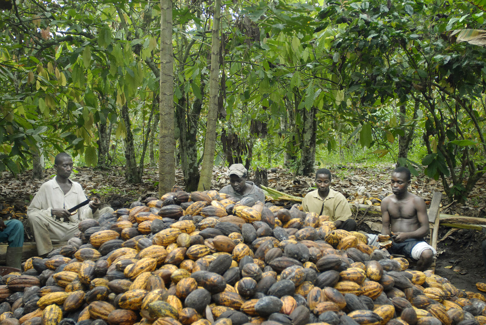 cacaofarmers ivoorkust